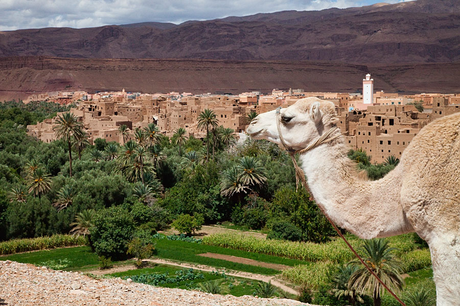  Tinerhir    The Dades Gorge   Morocco